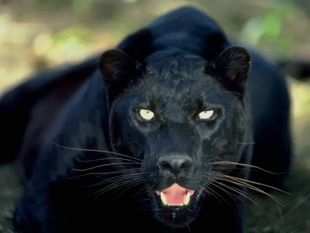 black-panther-2.jpg