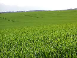 Hunger Games SB Field pic..jpg