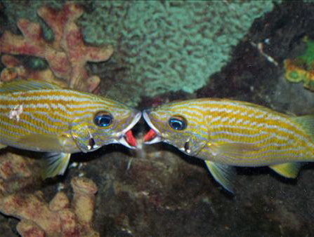 Aquatic Love.jpeg