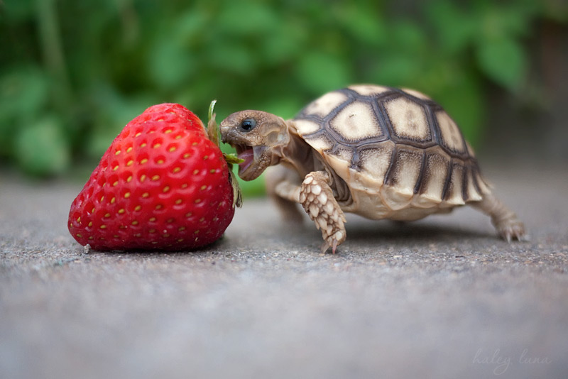kevin_the_tortoise_by_haleyluna-d5207sp.jpg