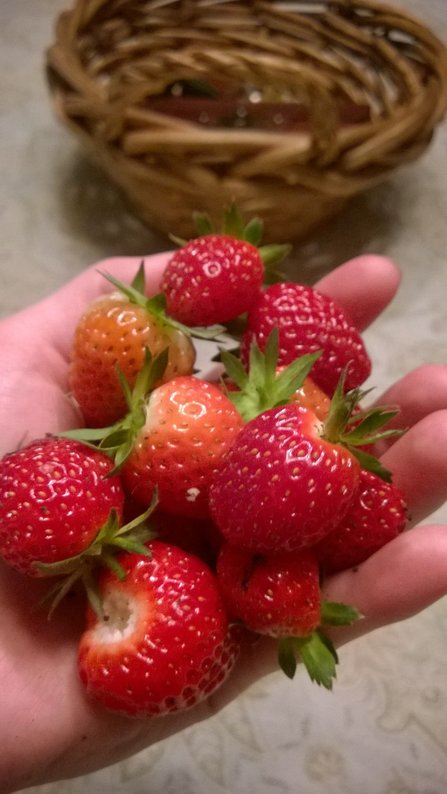 strawberries.jpg