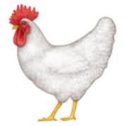 Chicken Fan Club