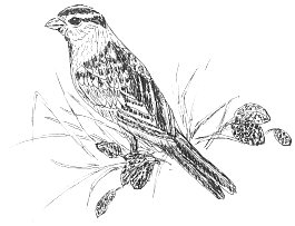 Photo of Shadow Sparrow