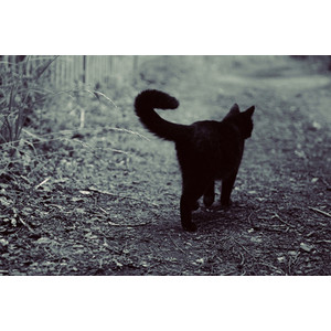 Photo of Mizzle