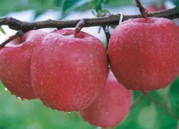 Photo of Apple