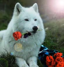 Photo of alabasterwolveness