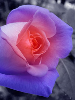 Photo of TheCrimsonQuill