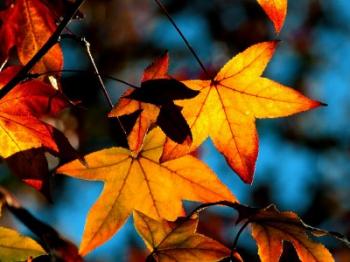 Photo of autumnleaves17