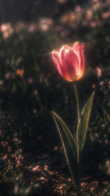 Photo of lilly