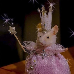 Photo of MouseInMyHouse