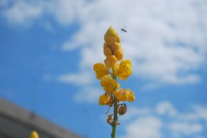 Photo of Skydreamer