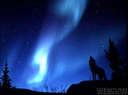 Photo of woodland wolf