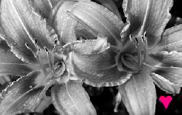 Photo of Midsummer'sQueen