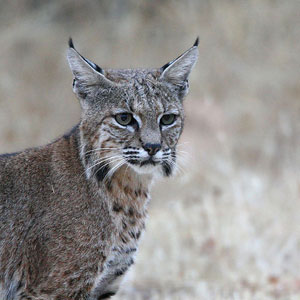 Photo of BobcatPoet