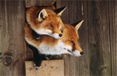 Photo of ~Volant~