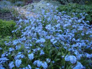 Photo of AliceinBluue