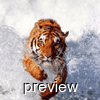 Photo of TIGER555