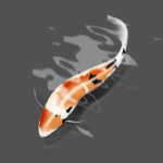 Photo of Koi